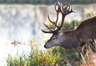 İngiltere 'de suyun yanında duran kırmızı bir geyiğe yaklaş..
