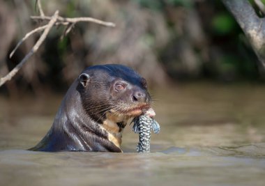 Dev bir nehir samurunun doğal bir yaşam alanında balık yemesi, Pantanal, Brezilya.