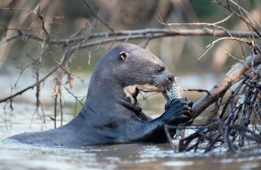 Dev bir nehir samurunun doğal bir yaşam alanında balık yemesi, Pantanal, Brezilya.