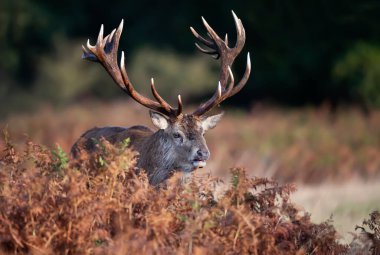 İngiltere 'de sonbaharda çiftleşme mevsiminde eğreltiotu üzerinde duran kırmızı bir geyiğin yakın çekimi.