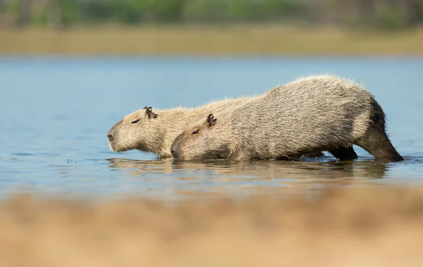 Két Capybara Közeli Felvétele Egy Folyó Partján Dél Pantanal Brazília — Stock Fotó