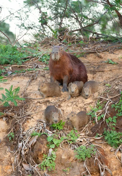 Gros Plan Mère Capybara Avec Groupe Petits Assis Sur Une — Photo