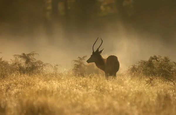 Red Deer Cervus Elaphus Svensexa Dimmig Morgon Vid Soluppgången Storbritannien — Stockfoto
