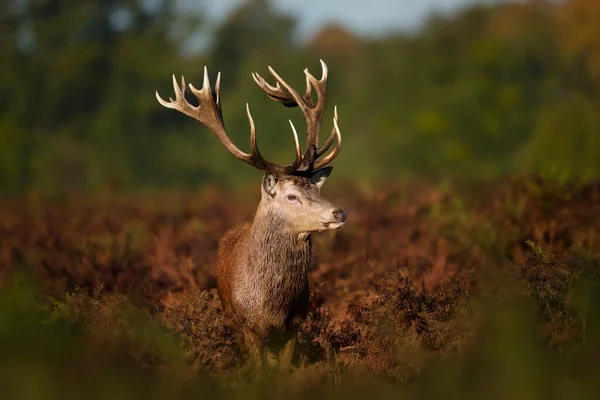 Close Veado Vermelho Durante Época Rutting Outono Reino Unido — Fotografia de Stock