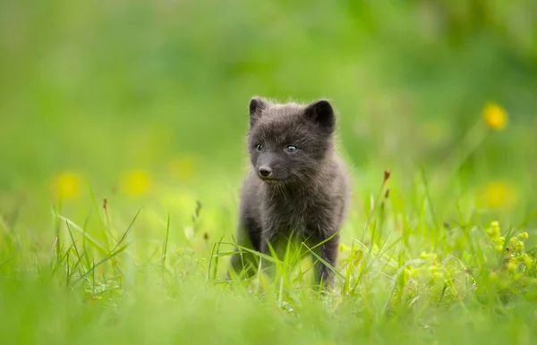 アイスランドの牧草地でかわいい北極キツネの赤ちゃんのクローズアップ — ストック写真