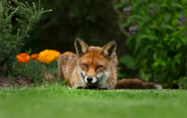 Närbild Röd Räv Vulpes Vulpes Liggande Gräset Trädgården Storbritannien — Stockfoto