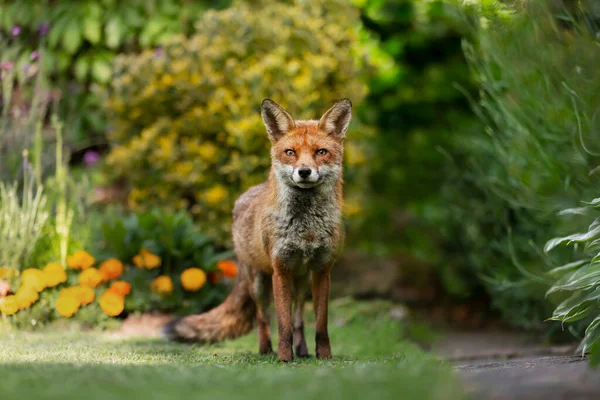 Närbild Röd Räv Vulpes Vulpes Stadsträdgård London — Stockfoto