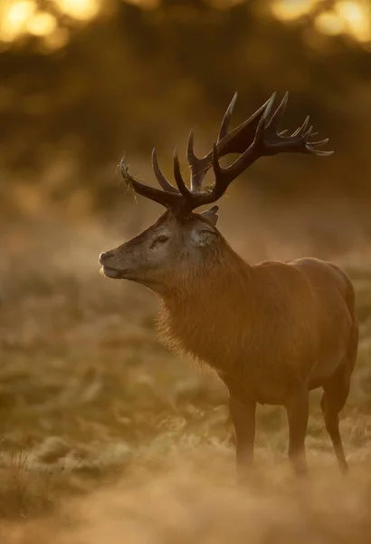 Red Deer Cervus Elaphus Stag Misty Morning Sunrise — Stock Photo, Image