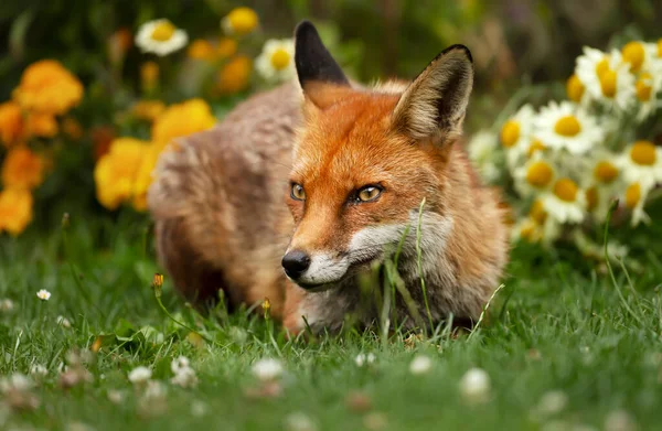 Закрытие Красного Лиса Vulpes Vulpes Лежащего Заднем Саду Цветами Великобритания — стоковое фото