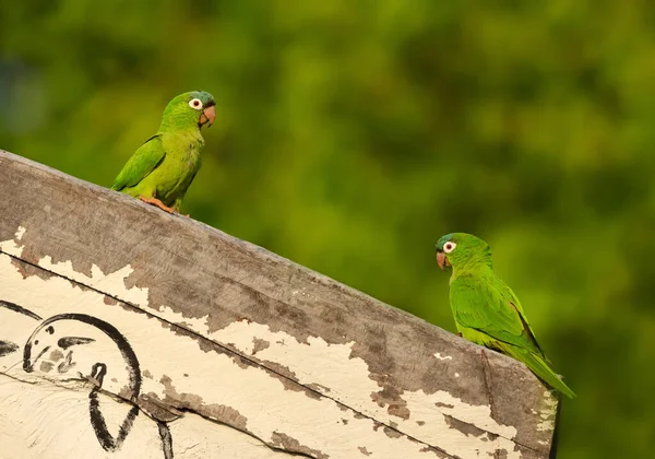 Close Two Yellow Chevroned Parakeets Perched Wooden Fence Pantanal Brazil — Stock Photo, Image