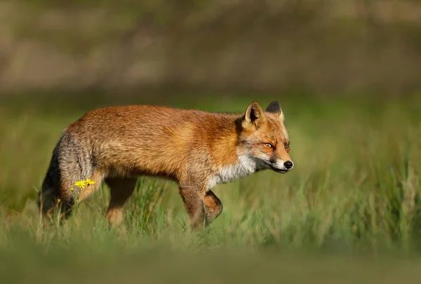 Close Red Fox Vulpes Vulpes Standing Meadow — Stock Photo, Image