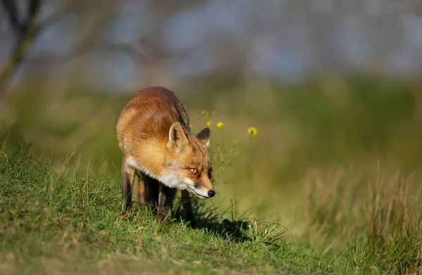 Zbliżenie Lisa Czerwonego Vulpes Vulpes Stojącego Łące — Zdjęcie stockowe