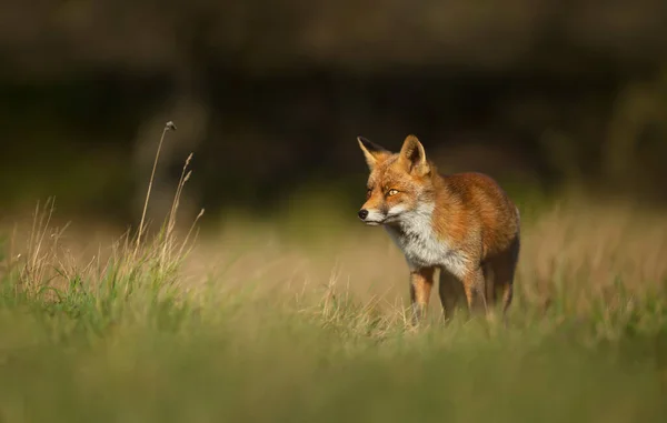 Close Red Fox Vulpes Vulpes Standing Meadow — Stock Photo, Image