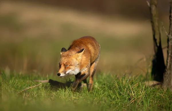 Close Red Fox Vulpes Vulpes Walking Green Grass Netherlands — Stock Photo, Image