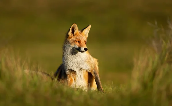 Gros Plan Renard Roux Vulpes Vulpes Assis Dans Herbe Verte — Photo