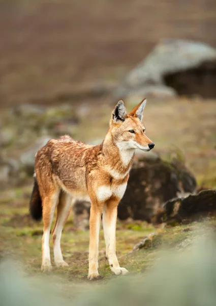 Primer Plano Lobo Etíope Raro Peligro Extinción Canis Simensis Las —  Fotos de Stock