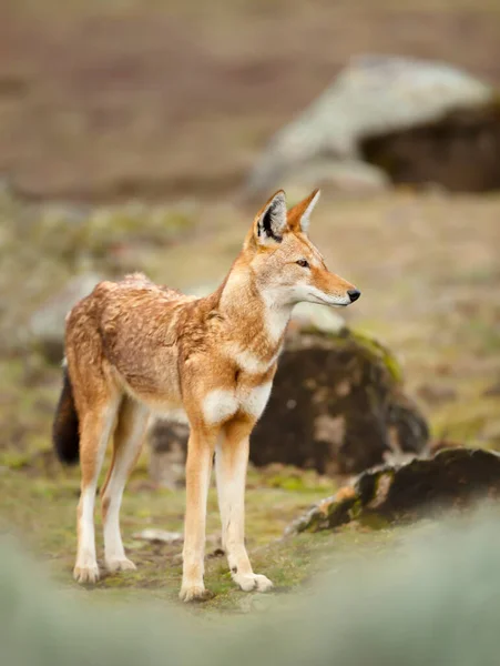 Primer Plano Lobo Etíope Raro Peligro Extinción Canis Simensis Las — Foto de Stock