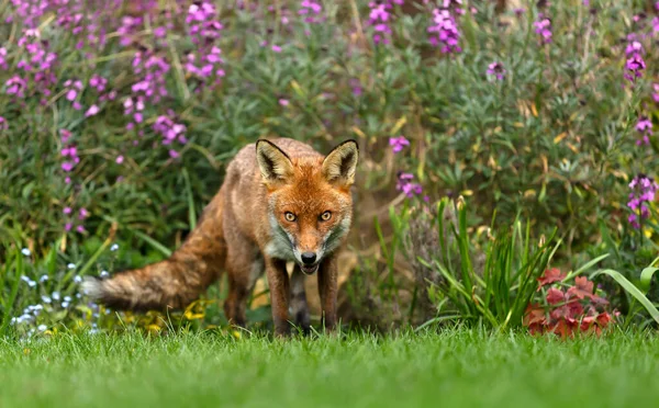 Närbild Röd Räv Vulpes Vulpes Stadsträdgård London — Stockfoto