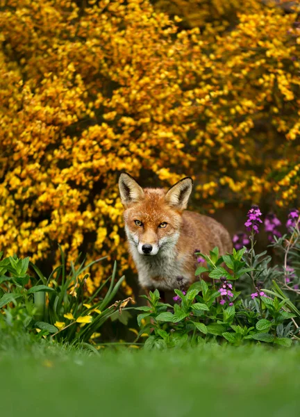 Närbild Röd Räv Vulpes Vulpes Blomsterträdgård Storbritannien — Stockfoto