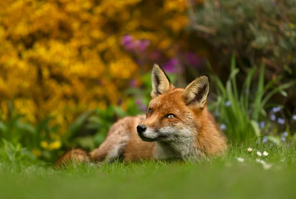 Zbliżenie Czerwonego Lisa Vulpes Vulpes Leżącego Trawie Ogrodzie Wielka Brytania — Zdjęcie stockowe