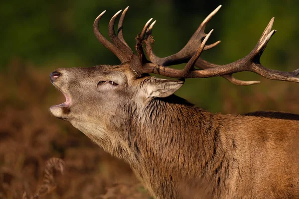 在英国秋天的锈蚀季节 一只红鹿在鸣叫的特写 — 图库照片