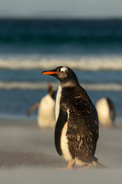 Gentoo Πιγκουίνος Στέκεται Μια Αμμώδη Παραλία Νήσοι Φώκλαντ — Φωτογραφία Αρχείου