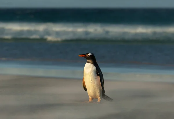 Gentoo Pingüino Pie Una Playa Arena Islas Malvinas — Foto de Stock