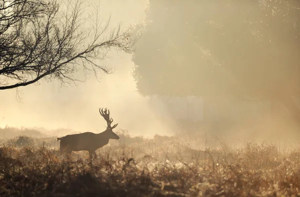 Gros Plan Cerf Rouge Marchant Lever Soleil Royaume Uni — Photo