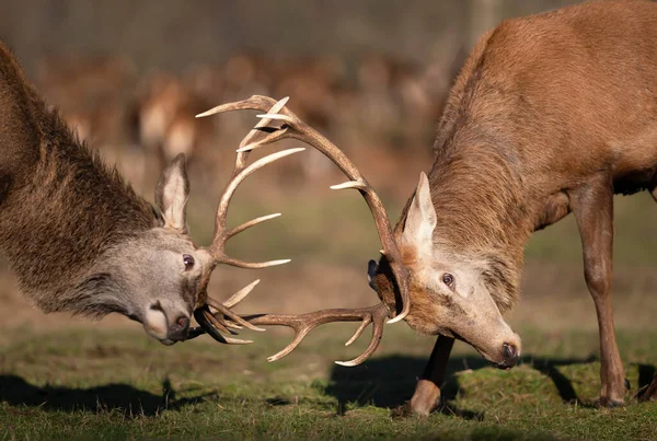 Close Two Red Deer Fighting Rutting Season — Stock Photo, Image