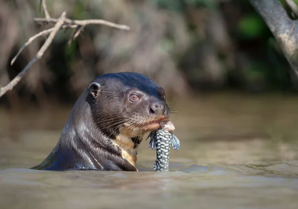Close Uma Lontra Gigante Rio Comendo Peixe Habitat Natural Pantanal — Fotografia de Stock