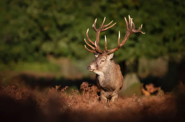 Close Van Een Gewond Hertenhert Varens Tijdens Het Bronstseizoen Herfst — Stockfoto