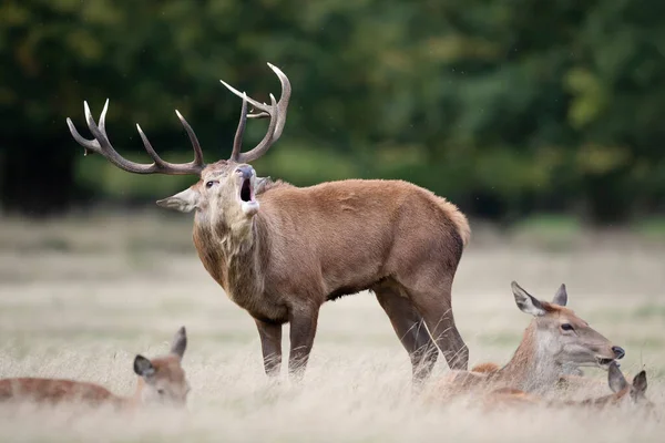 Close Veado Vermelho Chamando Perto Dos Hinds Durante Temporada Rutting — Fotografia de Stock