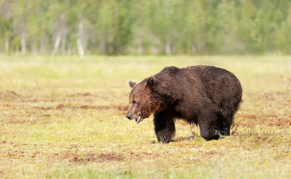 Orso Bruno Maschio Che Attraversa Una Palude Estate Finlandia — Foto Stock