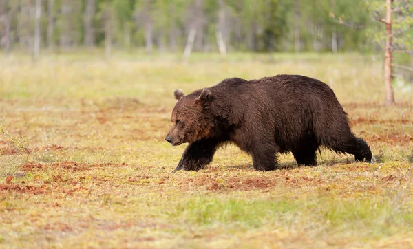 フィンランドの夏に湿地を横断する茶色のクマの男性 — ストック写真