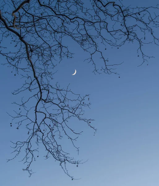 Crescent moon through trees — Stock Photo, Image