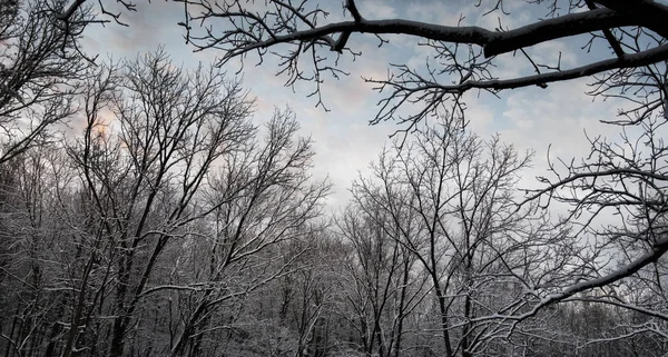 Blue sky over snow covered forest — Stock Photo, Image