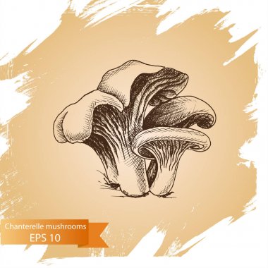 Kroki - Cantharellus cibarius mantar.