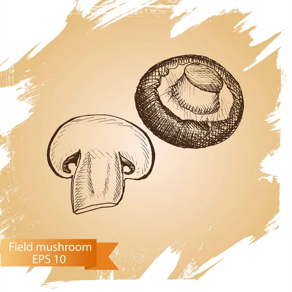 素描-蘑菇。字段蘑菇. — 图库矢量图片