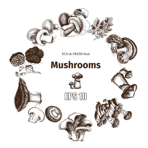 Croquis illustré - champignons — Image vectorielle