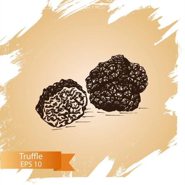 Sketch - Truffle mushrooms. — Stock Vector