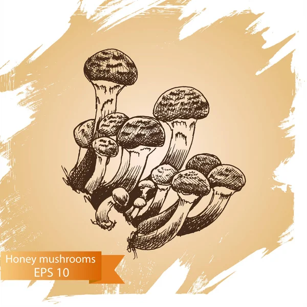 Sketch - paddestoelen. Honing paddestoelen Stockillustratie