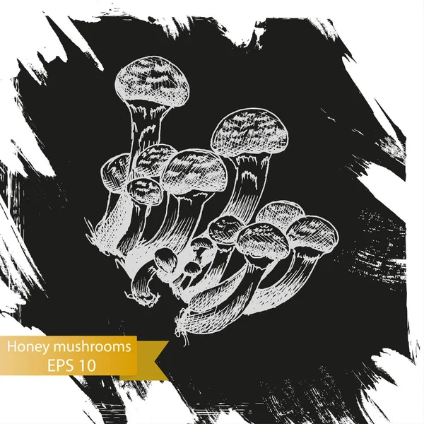 Sketch - mushrooms. Honey mushrooms — Stock Illustration Sketch - mushrooms. Honey mushrooms Stock Illustration