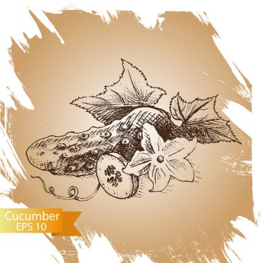 arka plan kroki salatalık, turşu, Kornişon.