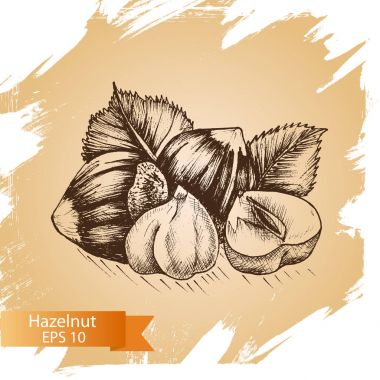 illüstrasyon kroki fındık. 