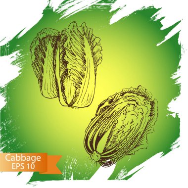 illüstrasyon kroki - lahana. sebze.