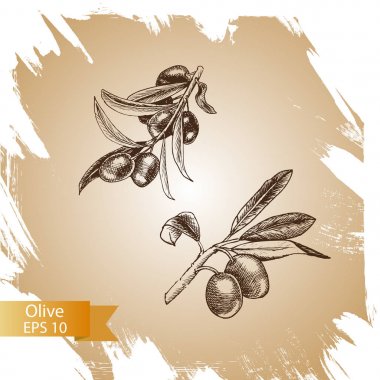 illüstrasyon kroki zeytin.