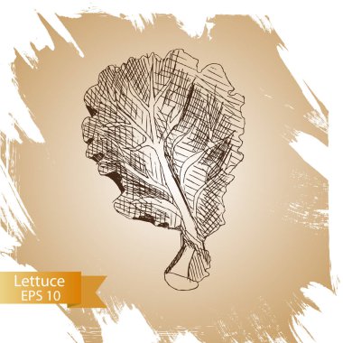 illüstrasyon kroki marul, marul.