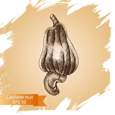 illüstrasyon kroki fındık. 