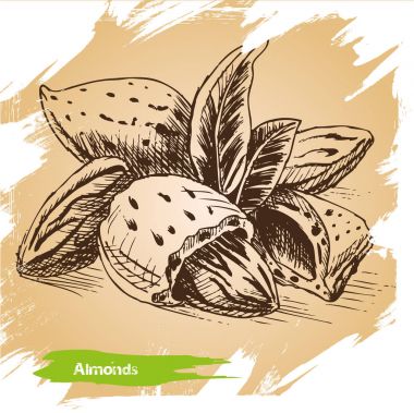 Kroki çizim fındık.