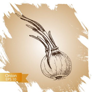 arka plan kroki yeşil soğan. 